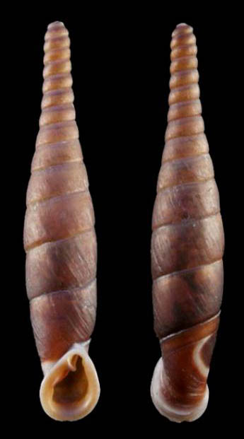 holotype 28.1 mm by Grego & Szekeres