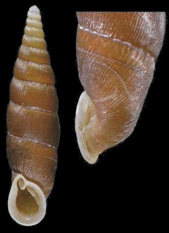 holotype by Nordsieck