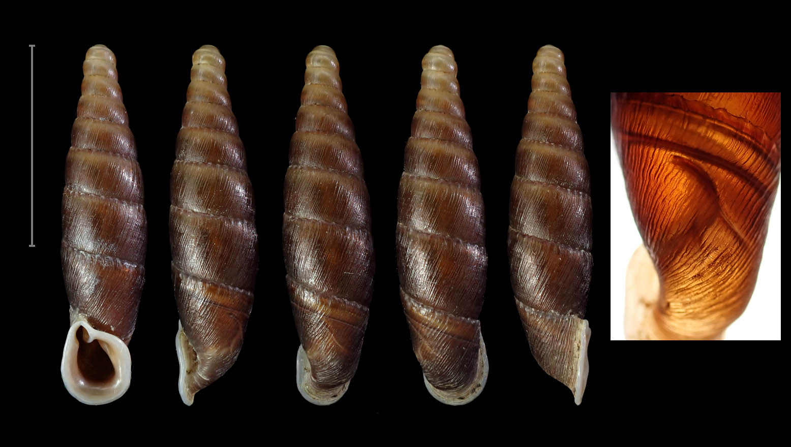 河池巴马县 18.0 mm