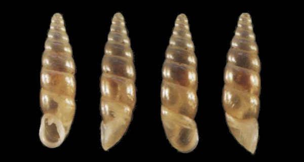 holotype 9.2 mm by Grego & Szekeres