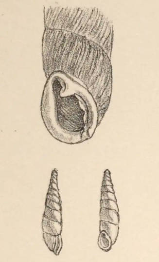 Heude 1882