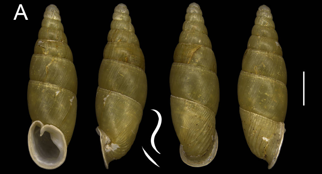 holotype by Liu & Qiao