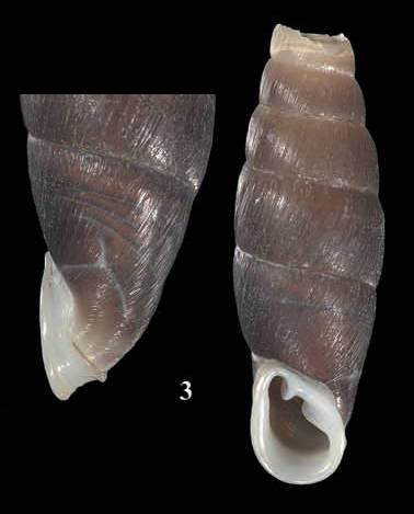 holotype