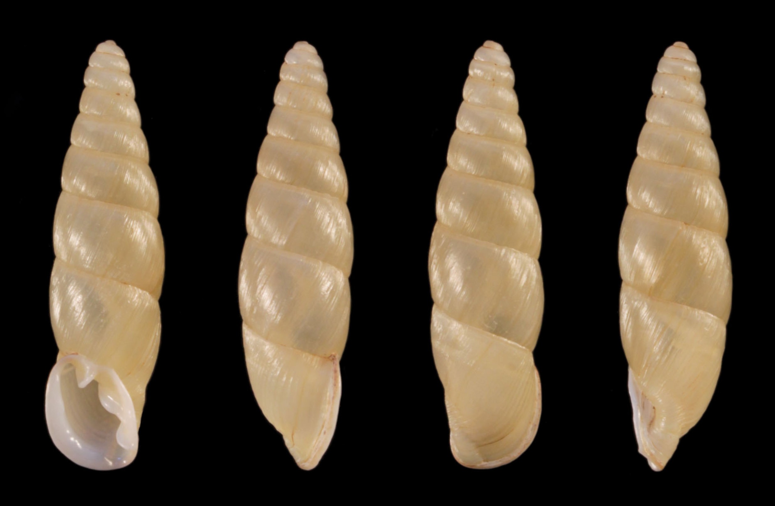 holotype 25.2 mm by Hunyadi & Szekeres