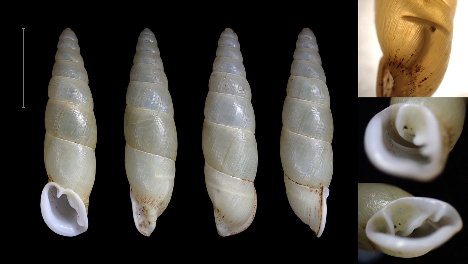 paratype 26.2 mm