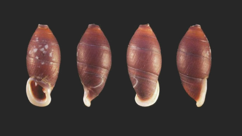 holotype 25.1 mm by Grego & Szekeres