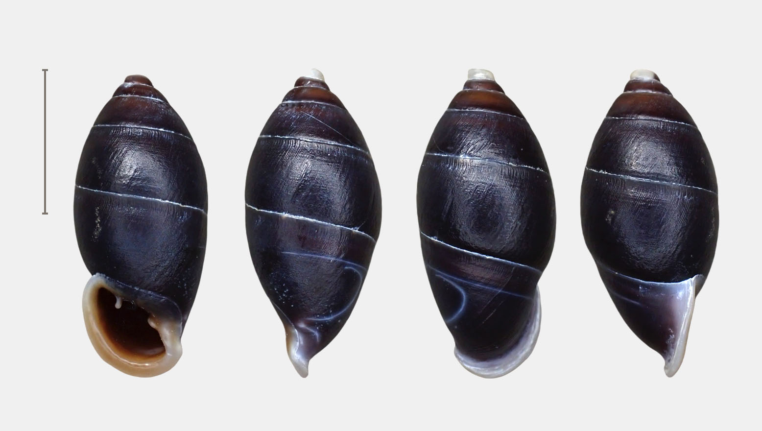 topotype 21.5 mm