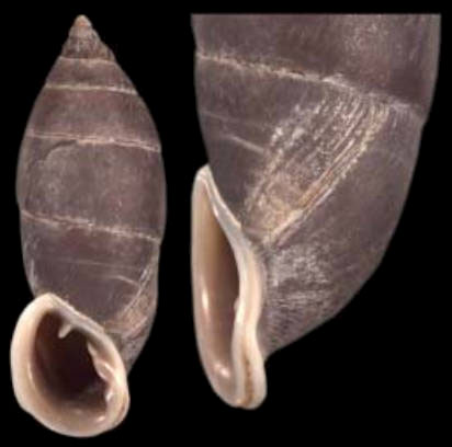 holotype by Nordsieck