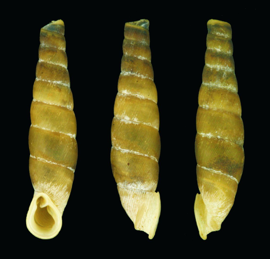 holotype