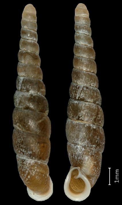 MCZ Malacology 167099