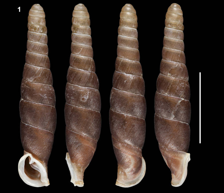 holotype by Z,-Y. Chen