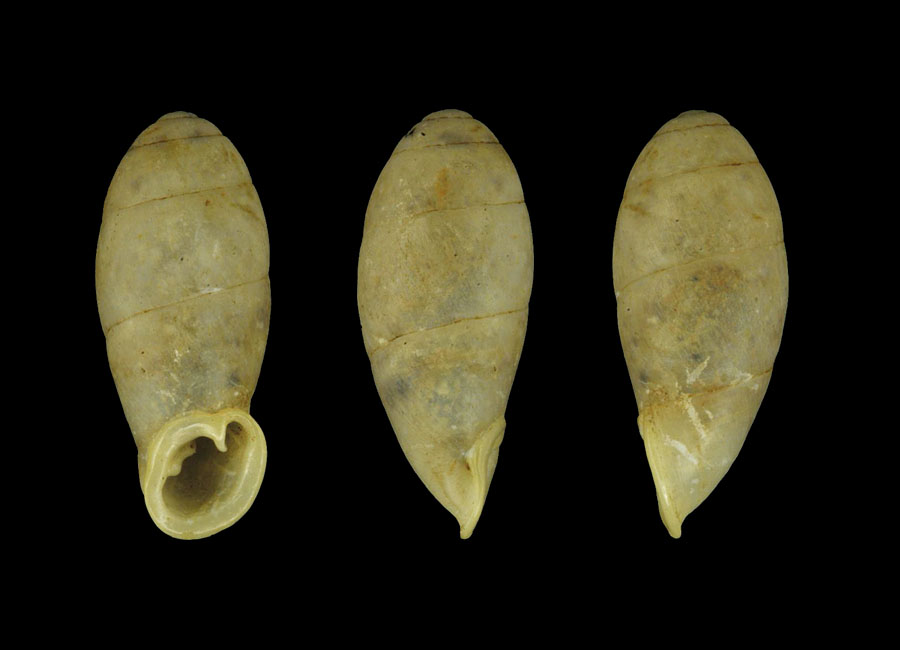 holotype 28.1 mm by Grego & Szekeres