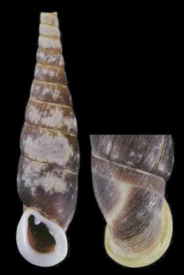 holotype 33.5 mm by Nordsieck