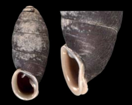 holotype by Nordsieck