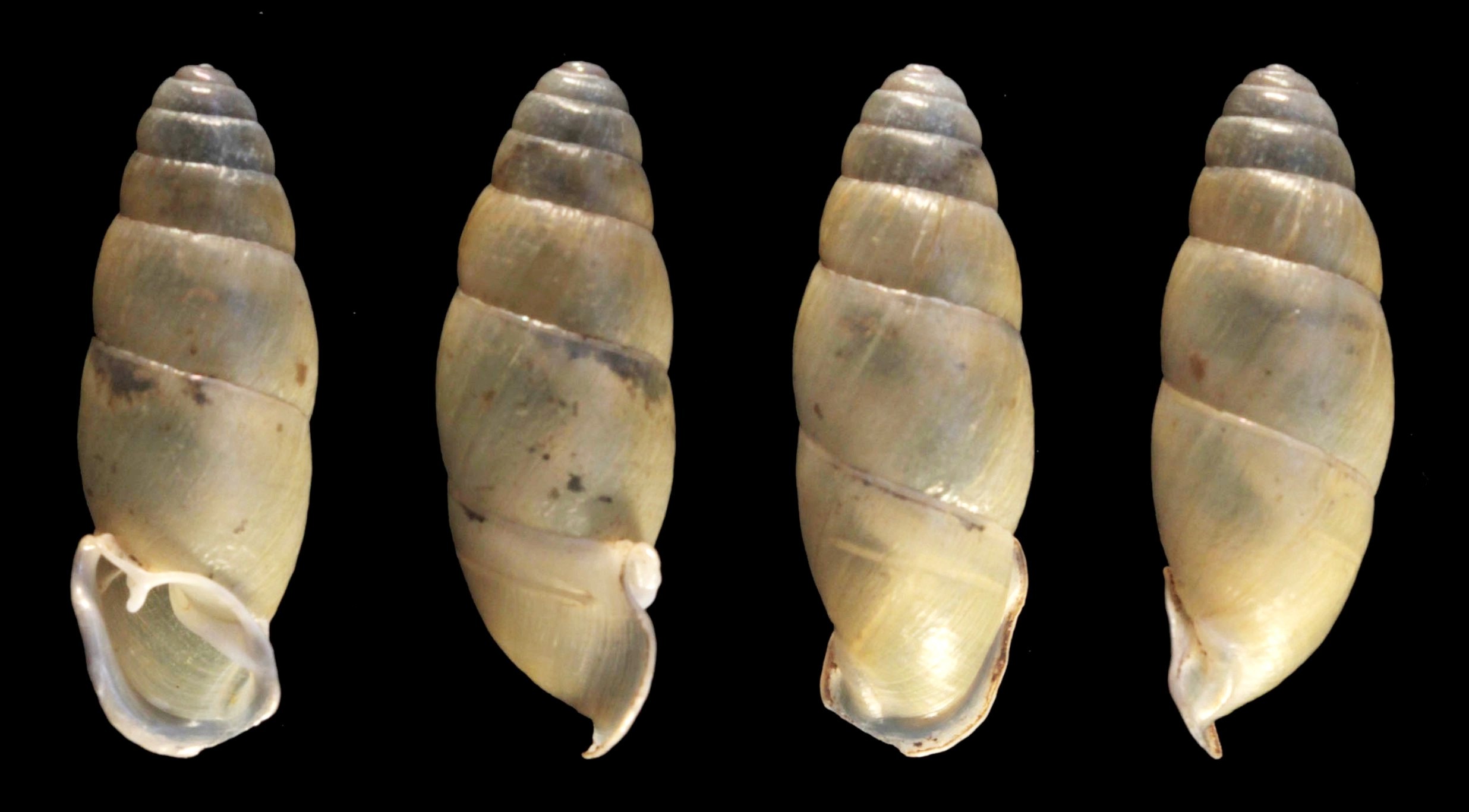 holotype 25.2 mm by Hunyadi & Szekeres