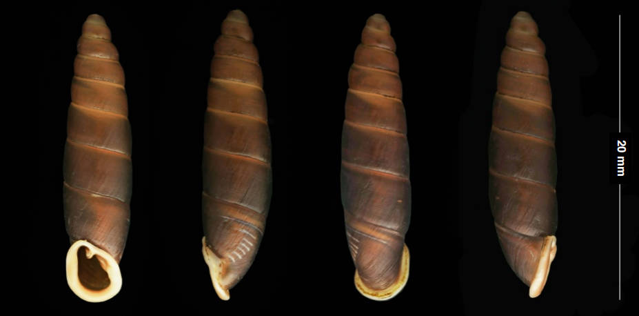 holotype 18.75 mm by Nordsieck