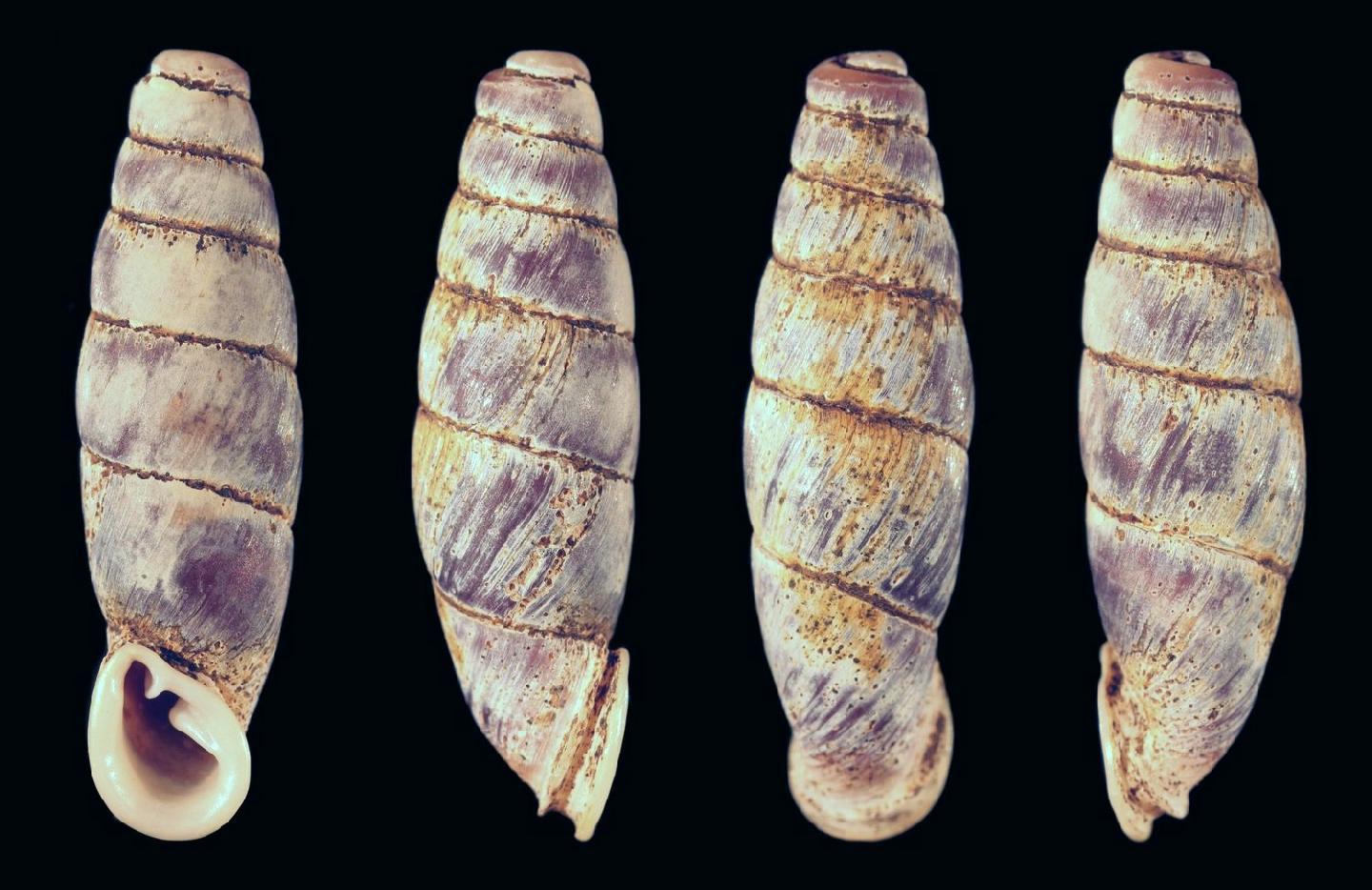 holotype 25.4mm
