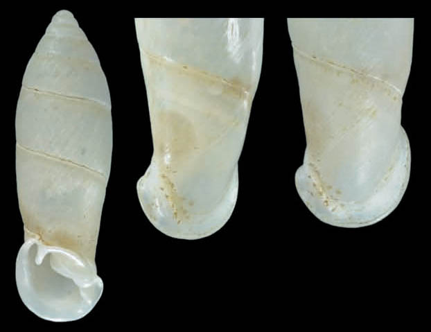 holotype 25.5 mm Nordsieck