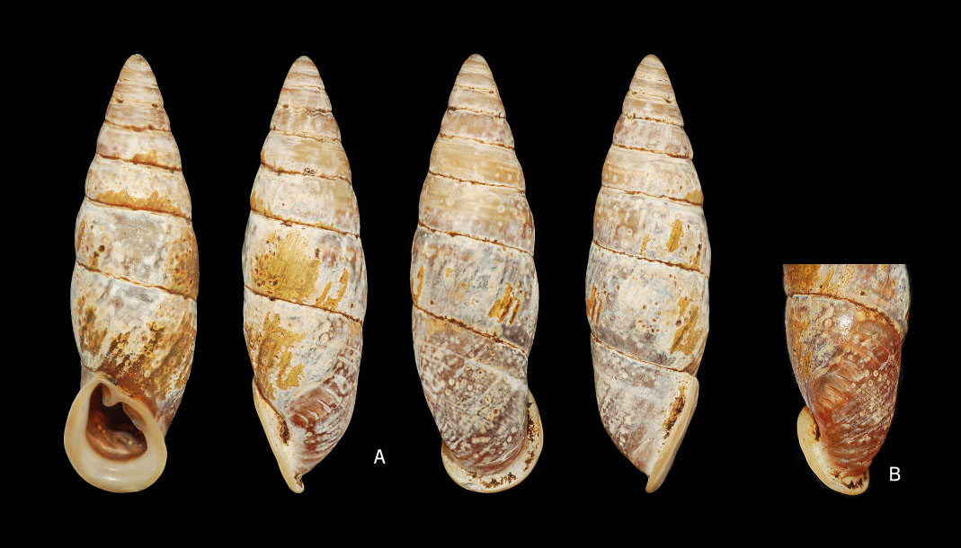 holotype 26.0 mm by Li-Wen Lin