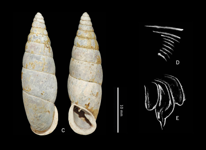 paratype by Li-Wen Lin; plicae and lamellae by Zhi-Jie Xu