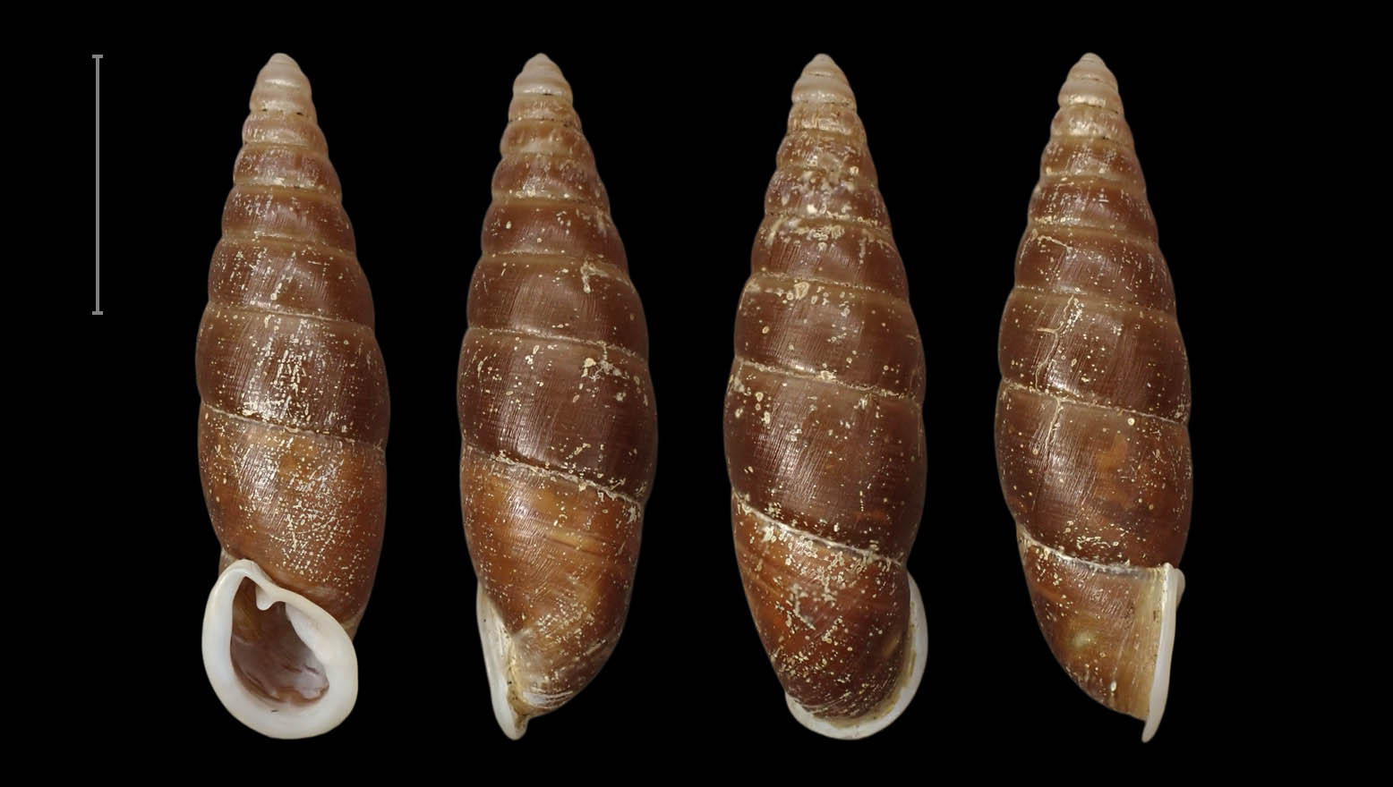 topotype 26.4 mm