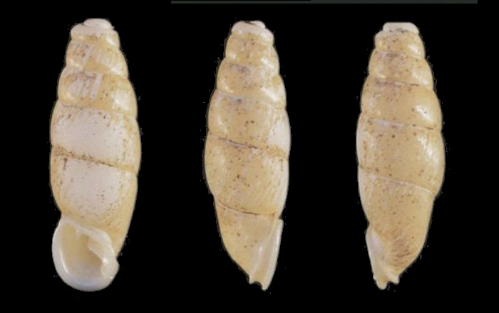 holotype 25.1 mm by Grego & Szekeres