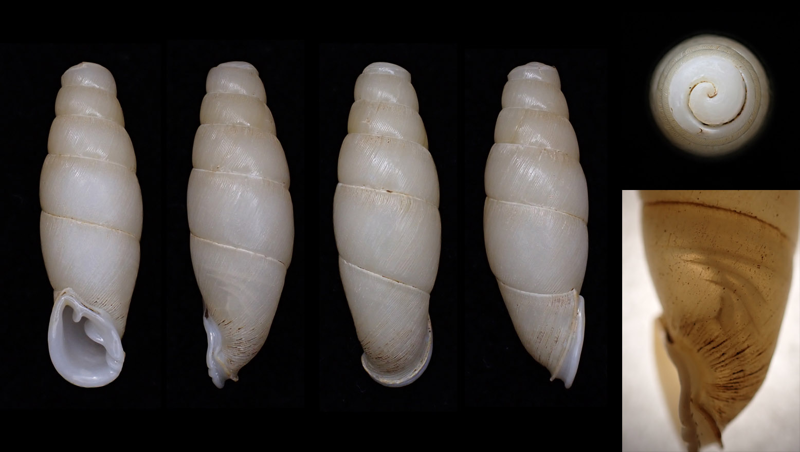 topotype 25.3 mm