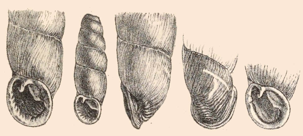 Heude 1890