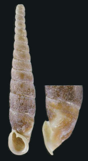 holotype 17.6 mm by Nordsieck