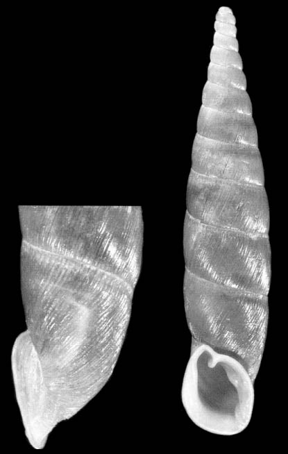 齐氏亚种 holotype by Nordsieck