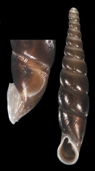 holotype 18.5 mm by Nordsieck