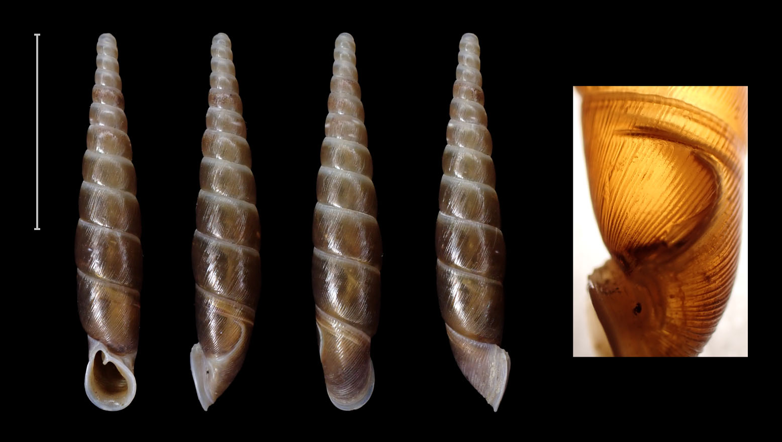 topotype 19.4 mm