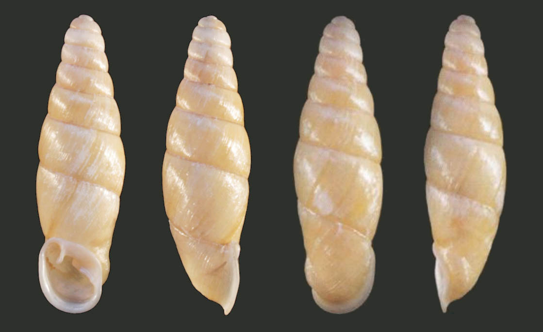 holotype 25.1 mm by Grego & Szekeres