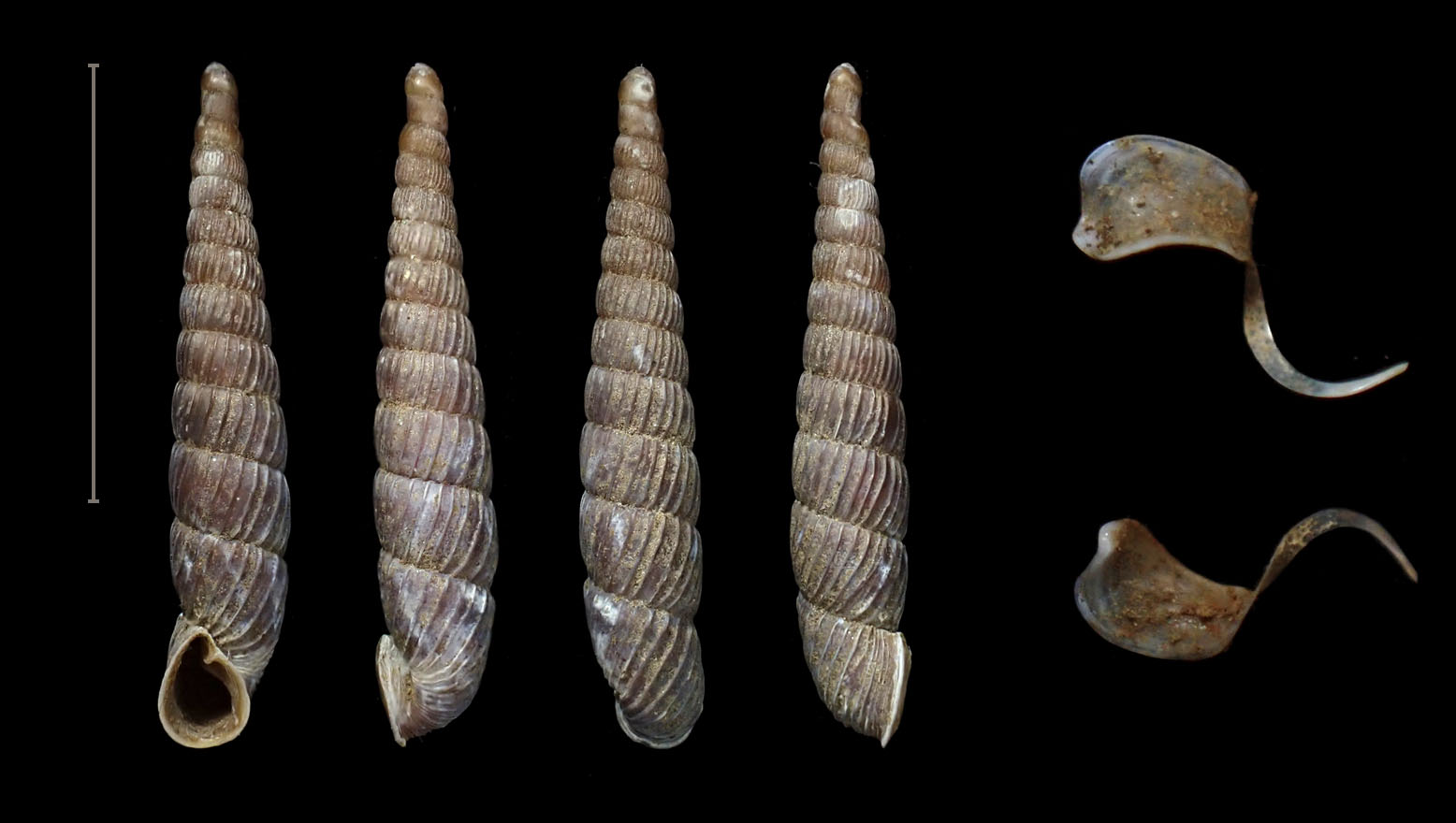 topotype