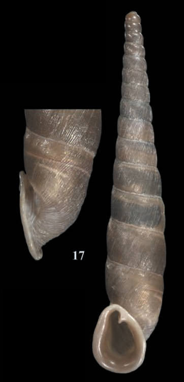 holotype