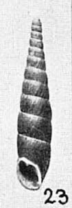 paratype by Yen