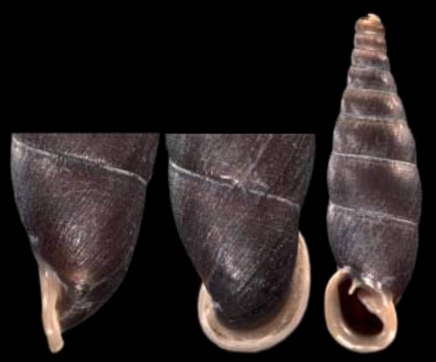 holotype by Nordsieck