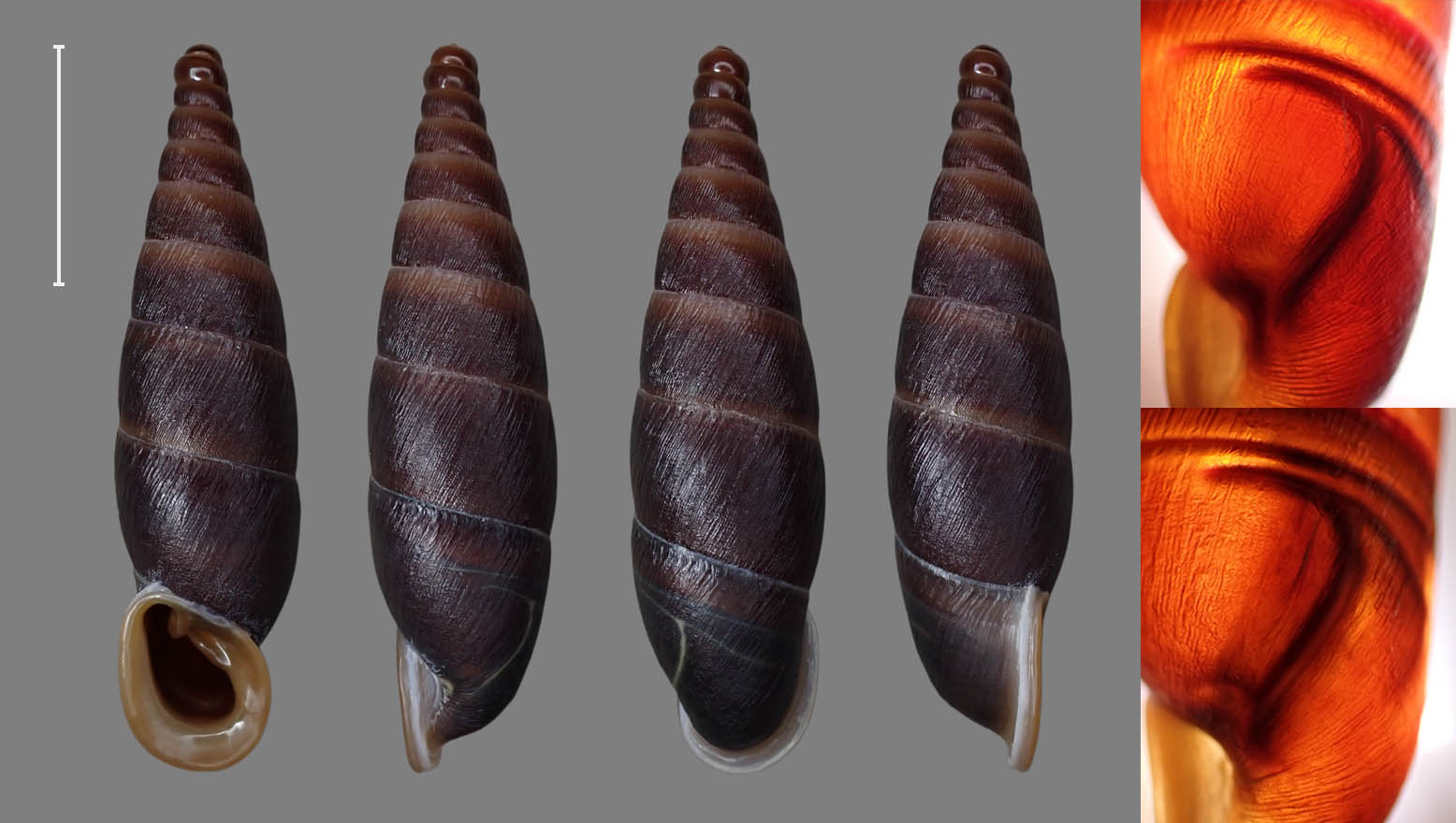 柳州 成团镇 30.5 mm