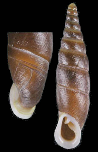 河池亚种 holotype 28.5 mm by Nordsieck