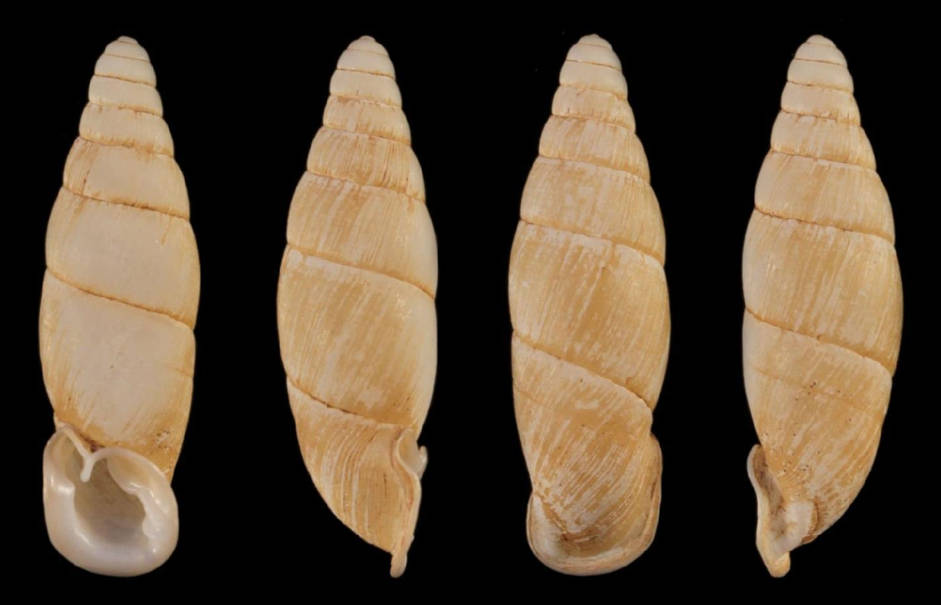 holotype 25.2 mm by Hunyadi & Szekeres