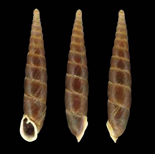 holotype 45.4 mm by Grego & Szekeres