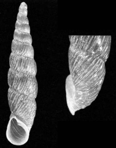 holotype