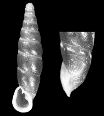 湖南亚种 holotype 11.5 mm by Nordsieck