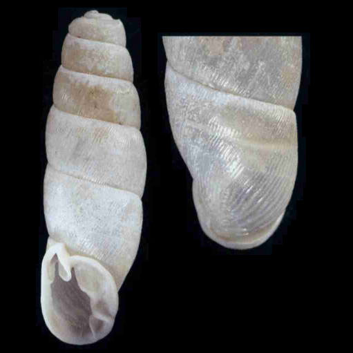 paratype by Nordsieck
