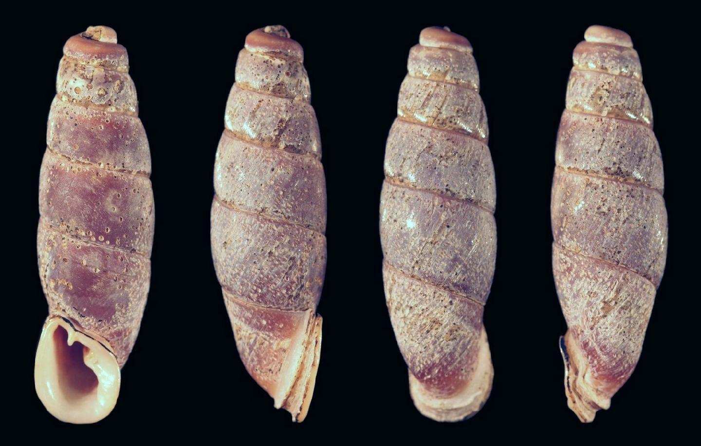 holotype by Grego & Szekeres