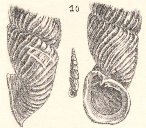 Heude 1890