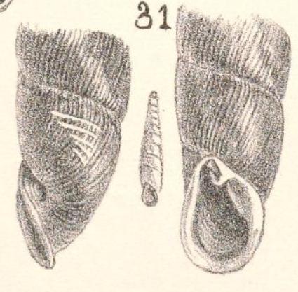 Möllendorff, 1901