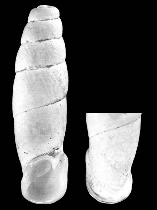 holotype