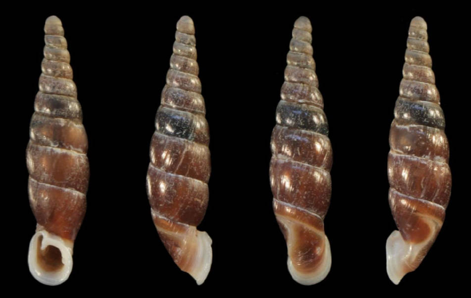 holotype 14.7 mm by Hunyadi & Szekeres