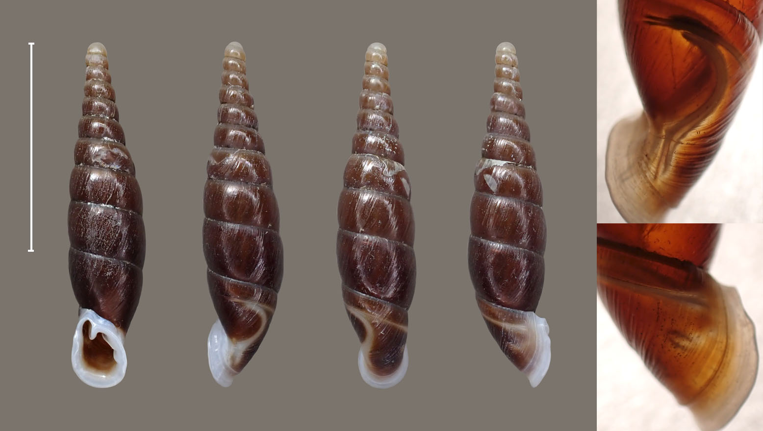 topotype 16.8 mm
